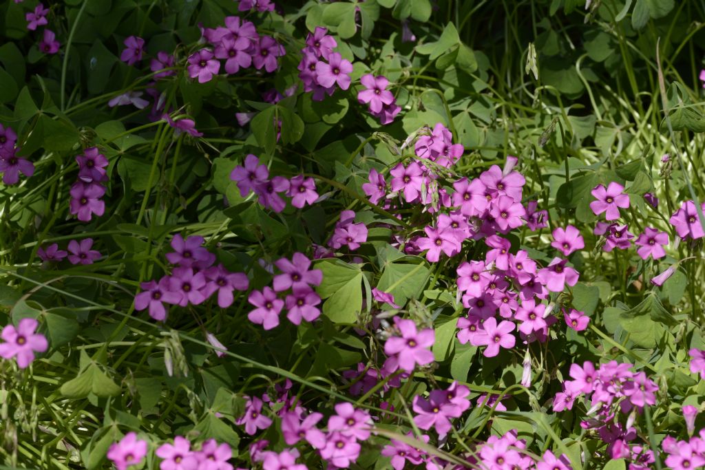 Oxalis articulata